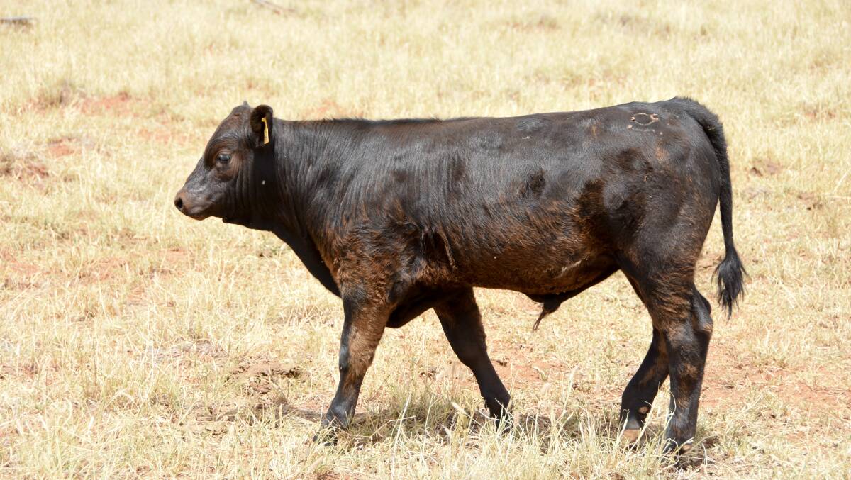 A bull calf at Fairview.