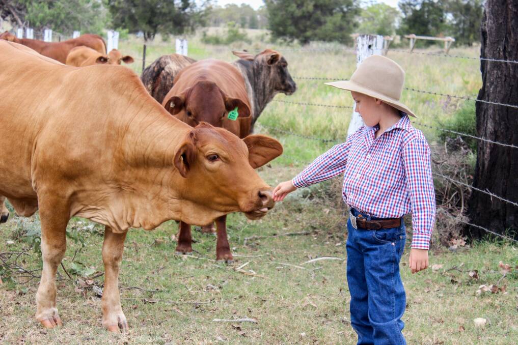 Beau with one of his favourite heifers. Picture: Lucy Kinbacher