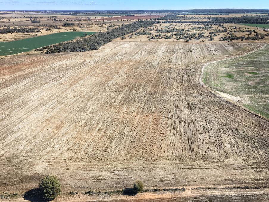 Some of the damage to crops caused by feral pigs. Picture: Scott Bridle 