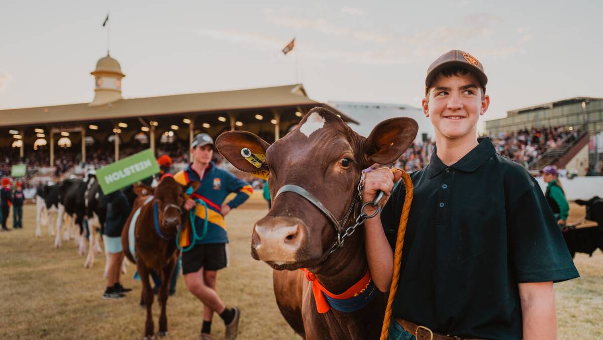 Close to 100 dairy cattle entries will take residence in an exciting new home. Picture: Ekka 