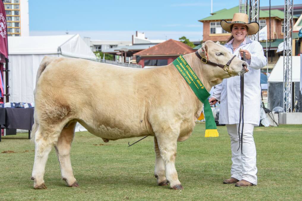 The reserve champion junior led steer from New England Girls School, Armidale.