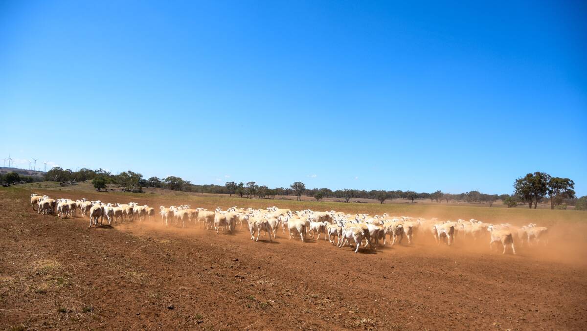 The sheep on their Inverell block. 