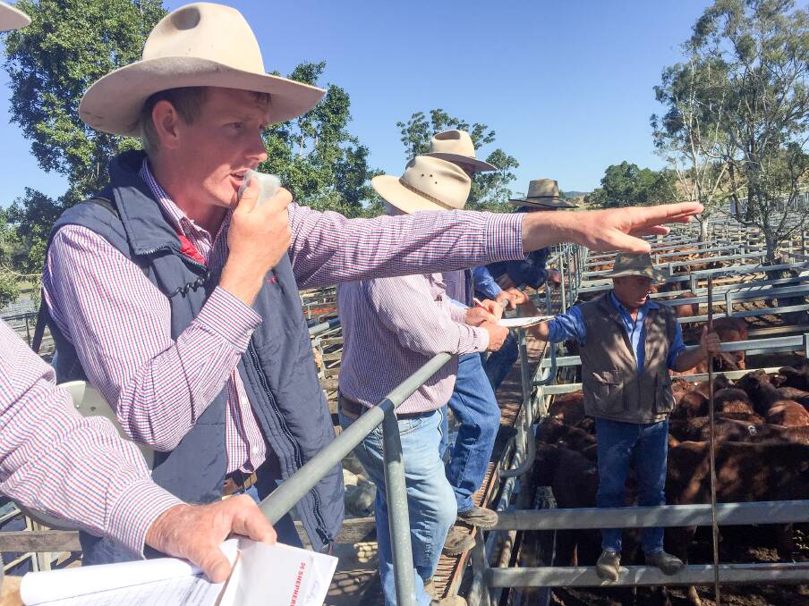 Sale-o: Jack Fogg sells at the fortnightly Toogoolawah cattle sale and weekly Moreton sales for Shepherdson and Boyd. Photo: Mark Phelps