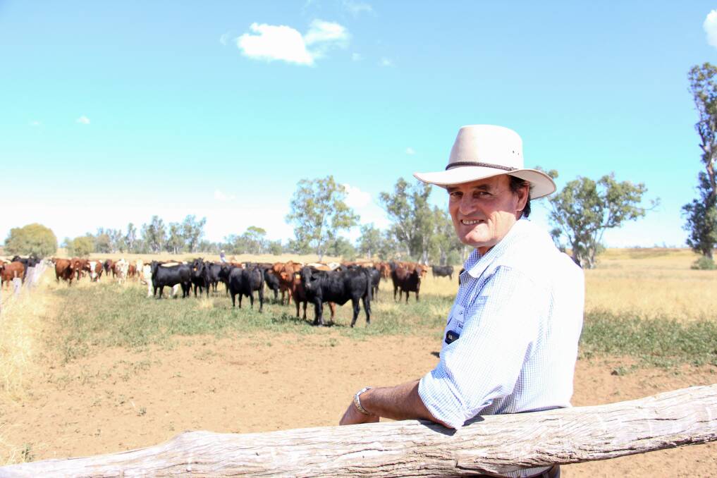 Philip Hughes inspects some of the family's heifers on their property at Dulacca which are close to slaughter weight. 