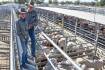 Weaner steers top at 642c/kg, heifers sell to $2830 in Emerald