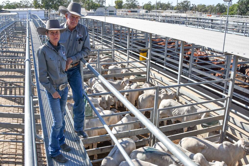 EMERALD SALES: Glenda and Mark Rowe, Rowe Cattle Co, Buffel Park, Moranbah, sold 50 EU Brahman steers for 616c/kg weighing 280kg to sell for $1730 per head. Picture: Ben Harden