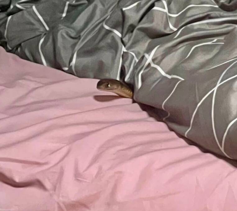 The snake was found in the woman's bed. Picture: LifeFlight