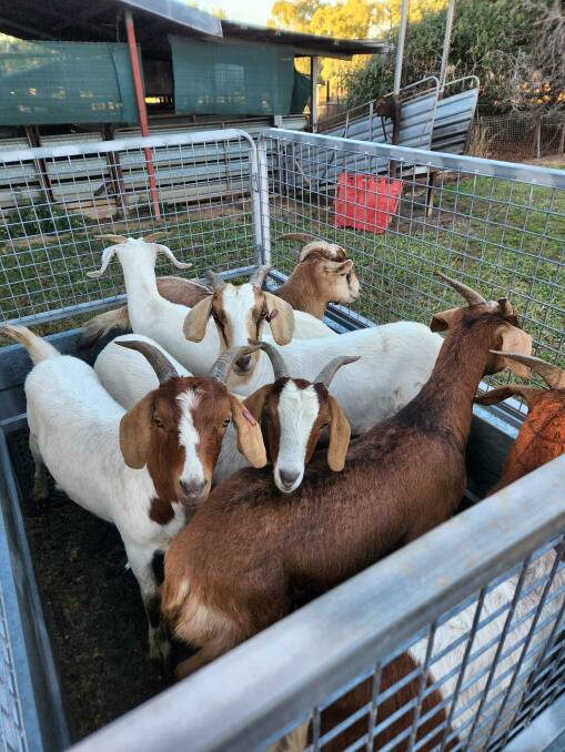 Kale and Karin Robinson are integrating more Boer lined into their goat herd following market demand for leaner product. 