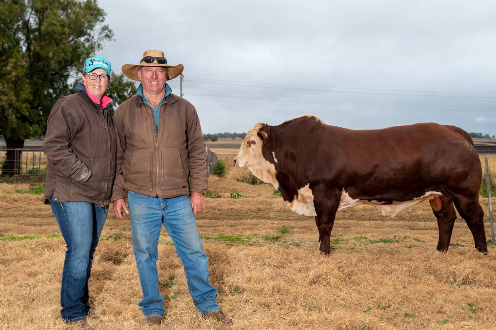 Clifton's Leanne Ridley and Neil Pacholke with the 2022 ACM Sire Shootout winner, Sunny Lawn Felix. Picture: Brandon Long 