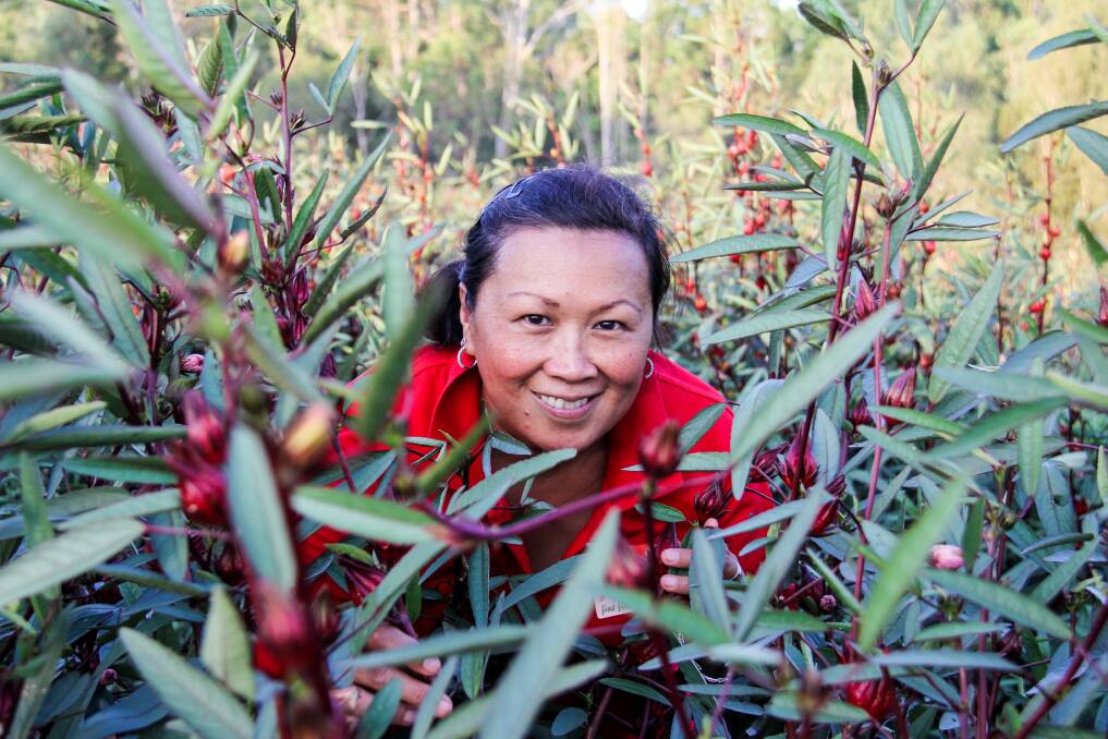 Cecilia Diaz-Petersen of Woolooga and her husband Greg Petersen are looking forward to what looks set to be a bumper Rosella crop this year. 