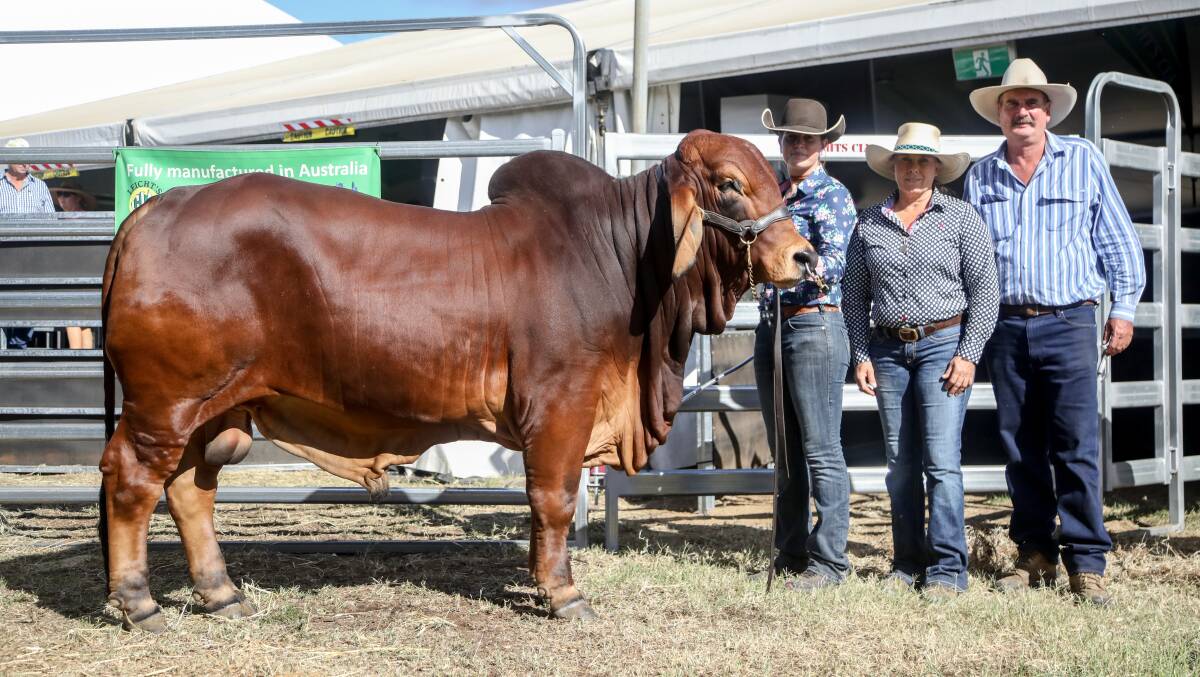 Elmo Samurai sold for $80,000 in a private sale to Palmvale Brahmans is pictured with handler Trinity McInnes of Moura and owners Allan and Leonie Trail of Elmo Red Brahmans, Baralaba. 
