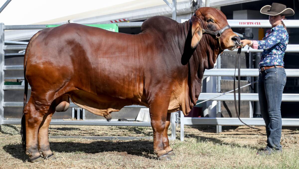 Elmo bull sells for $80,000 at Beef 2021