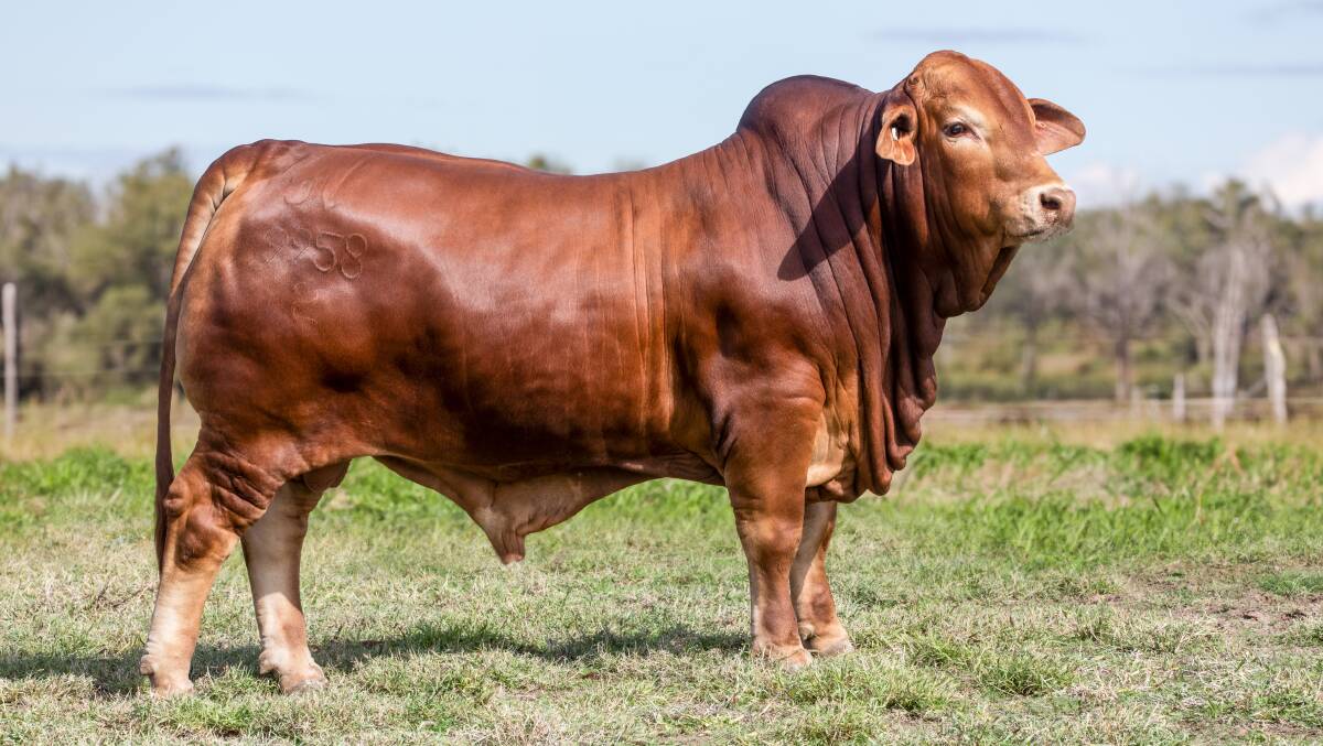 Breed record breaking Droughtmaster$320,000 bull, Glenlands D Everest (P) (IVF) (AI) that sold to a partnership of international interests, Considerata South Africa and Samari stud, Hughenden. Picture: Kent Ward