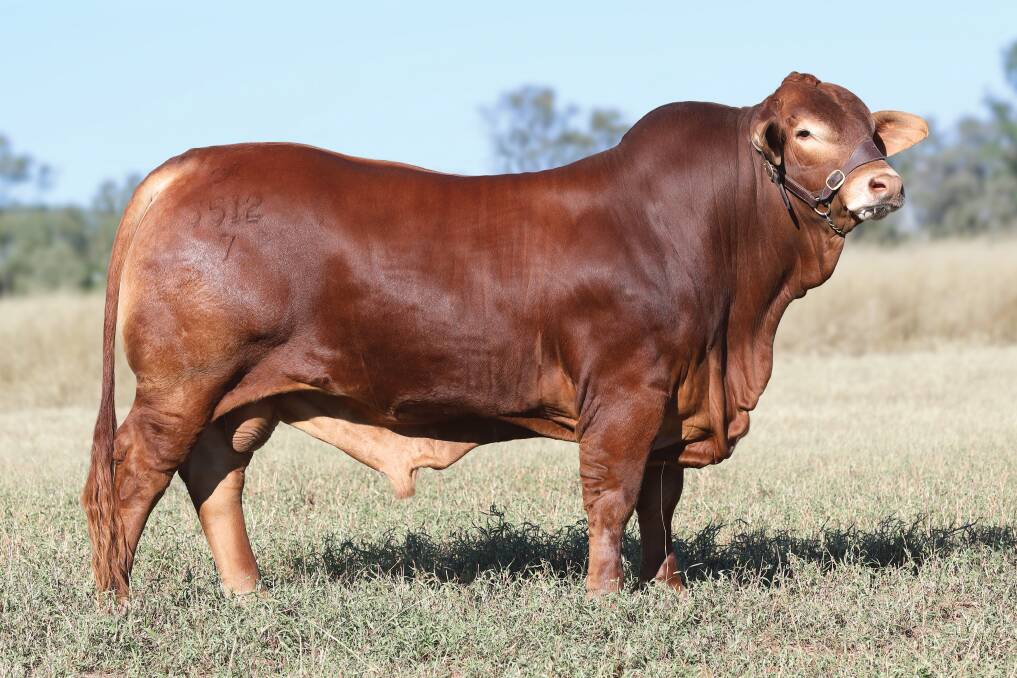 The $80,000 Droughtmaster bull, Glenlands D Winchester bred by Glenlands stud, Bouldercombe, Queensland.