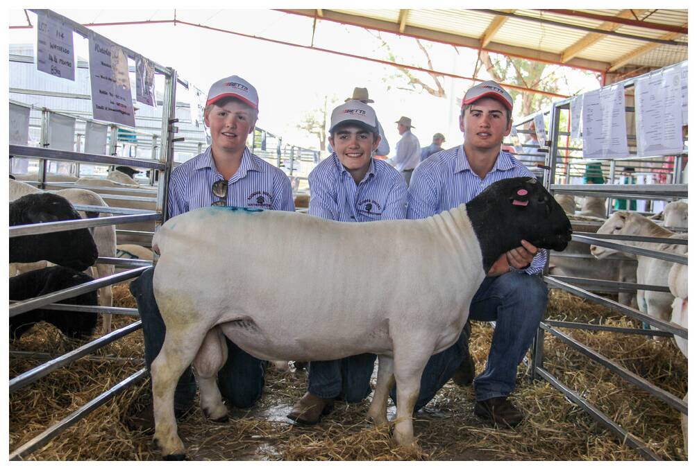 Mitchell, Sam and Warwick Southern, Boonoon Dorpers, Weengallon with their top price ram, Boonoon 160028 Happy, who sold for $2600. 