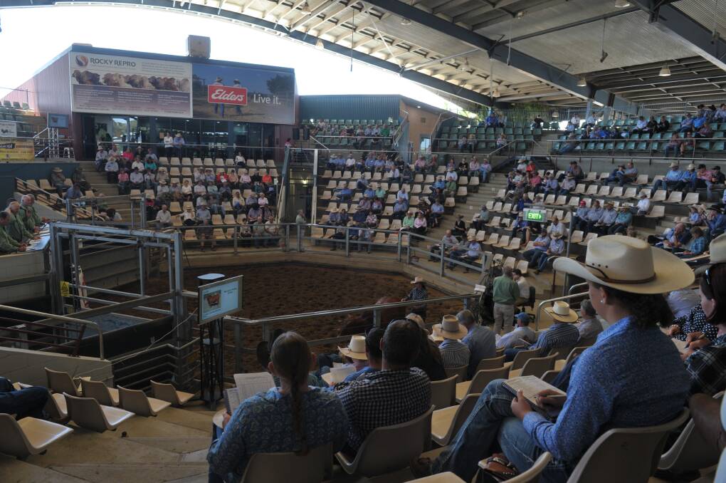 A total of 488 bulls sold across the two days. Picture: Kelly Butterworth