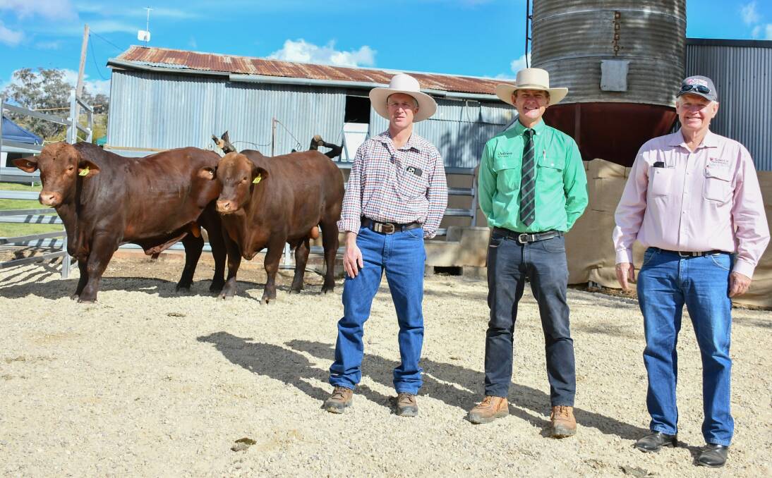 The equal top price bulls at $9000 with Hardigreen Park stud manager Col Patterson, Nutrien Livestock agent Scott Simshauser and Santa Gertrudis general manager Chris Todd. 