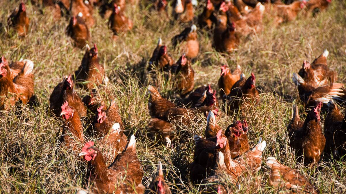 Teen ditches uni to buy pasture fed chicken farm
