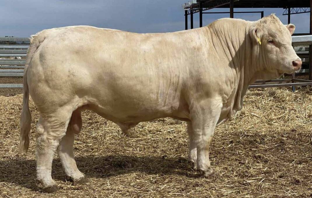 Moongool Revolution has sold at auction for $265,000. Picture: Moongool Charolais 