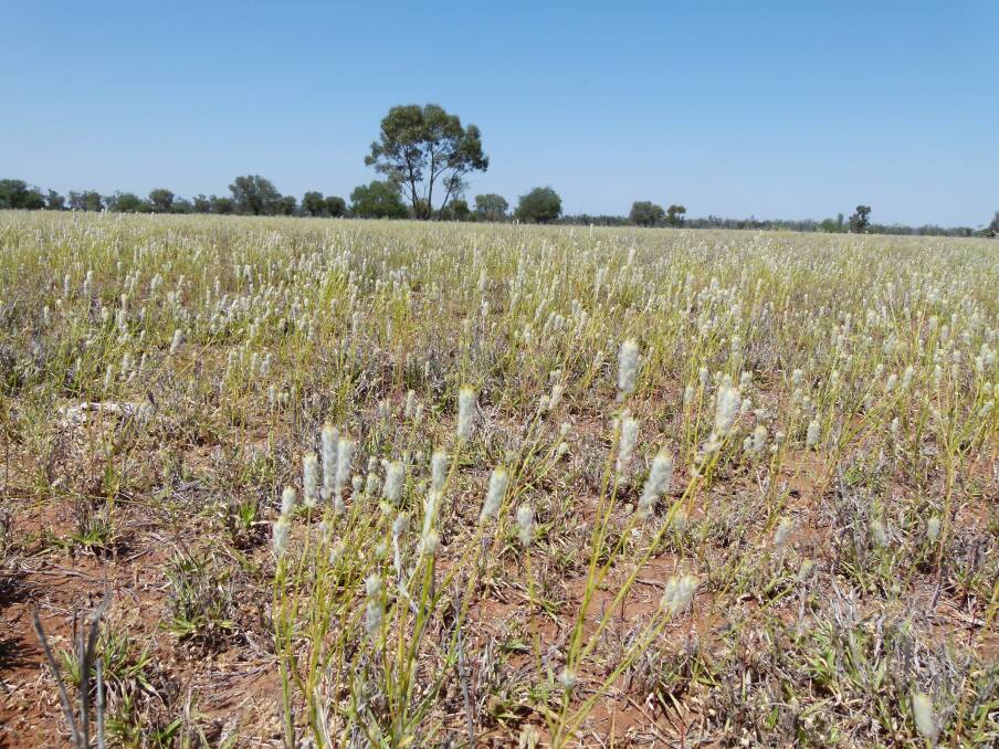 Pimelea poisoning has become a serious issue in south west Queensland with producers in desperate need of treatments and more knowledge about the catastrophic weed. About $200,000 is still needed to gain a $1 million government grant to fund a research project into possible treatments. Picture: Supplied