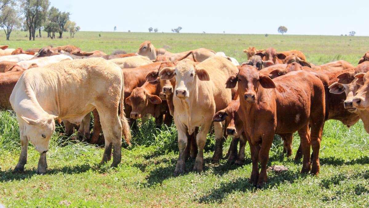 Some of the steers Mr Brown retained to sell as two-year-old EU steers. 