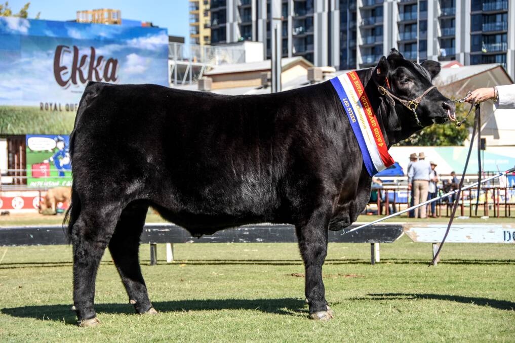 Their Limousin Angus steer took home a number of ribbons and awards. 