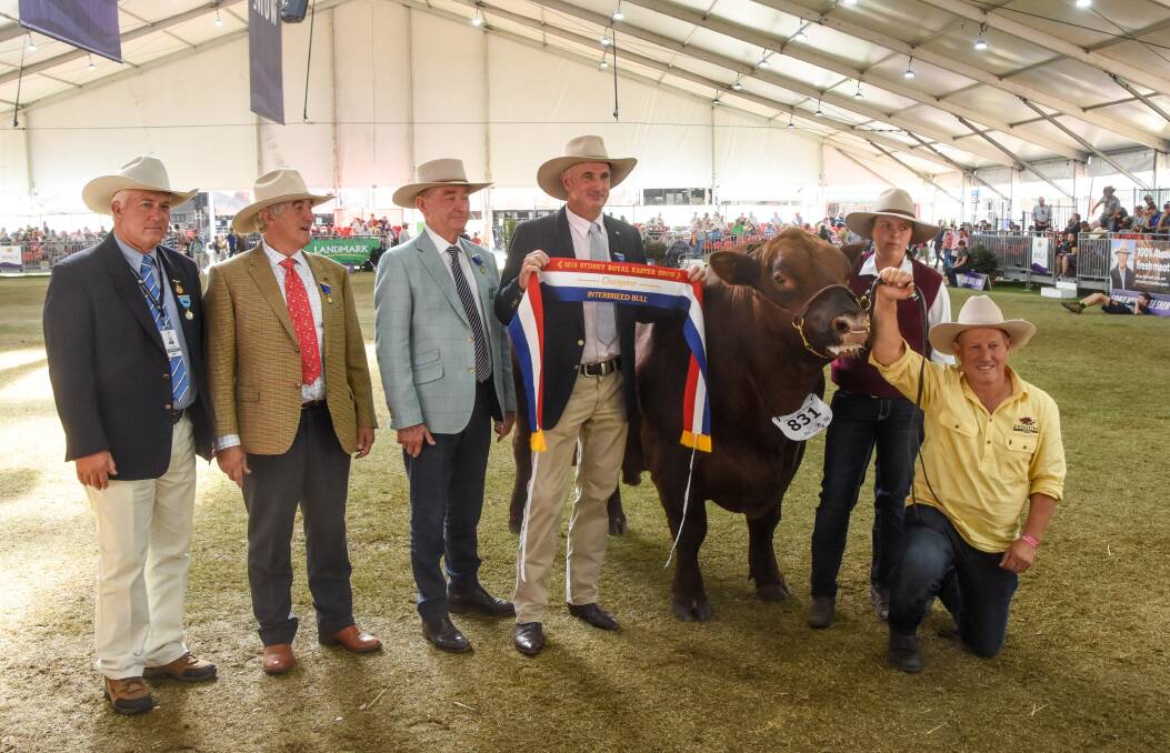 The Red Angus claimed the interbreed bull champion with Redgums Willy from the Downey family, Yambuna, Victoria. 