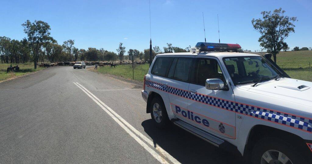 Police assisted as cattle were moved across the highway for the Injune Campdraft. Picture: Police Media