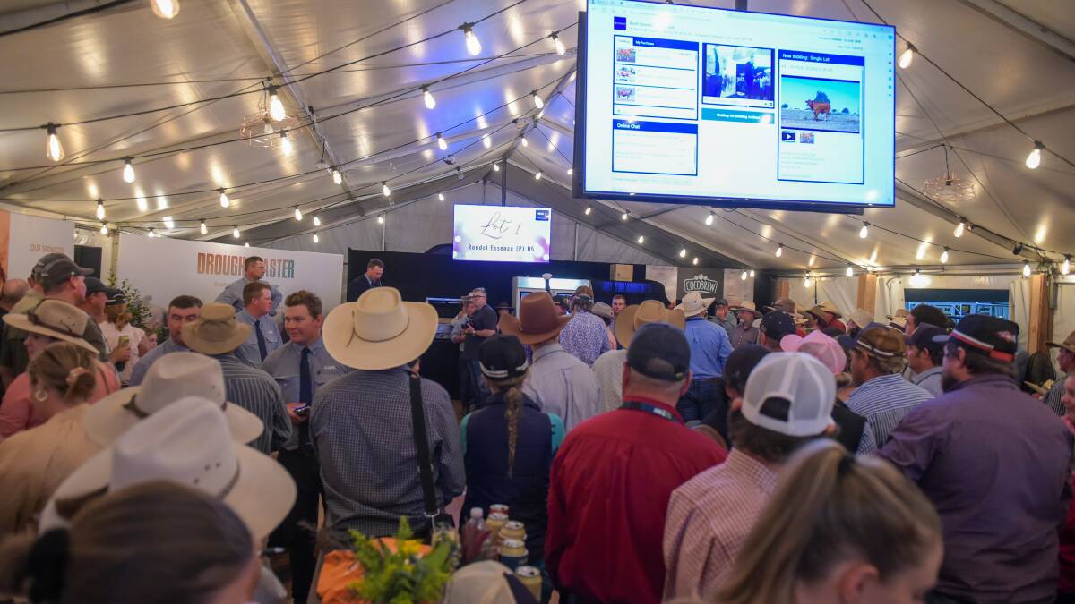 A large crowd gathered in the Droughtmaster tent for the sale. 