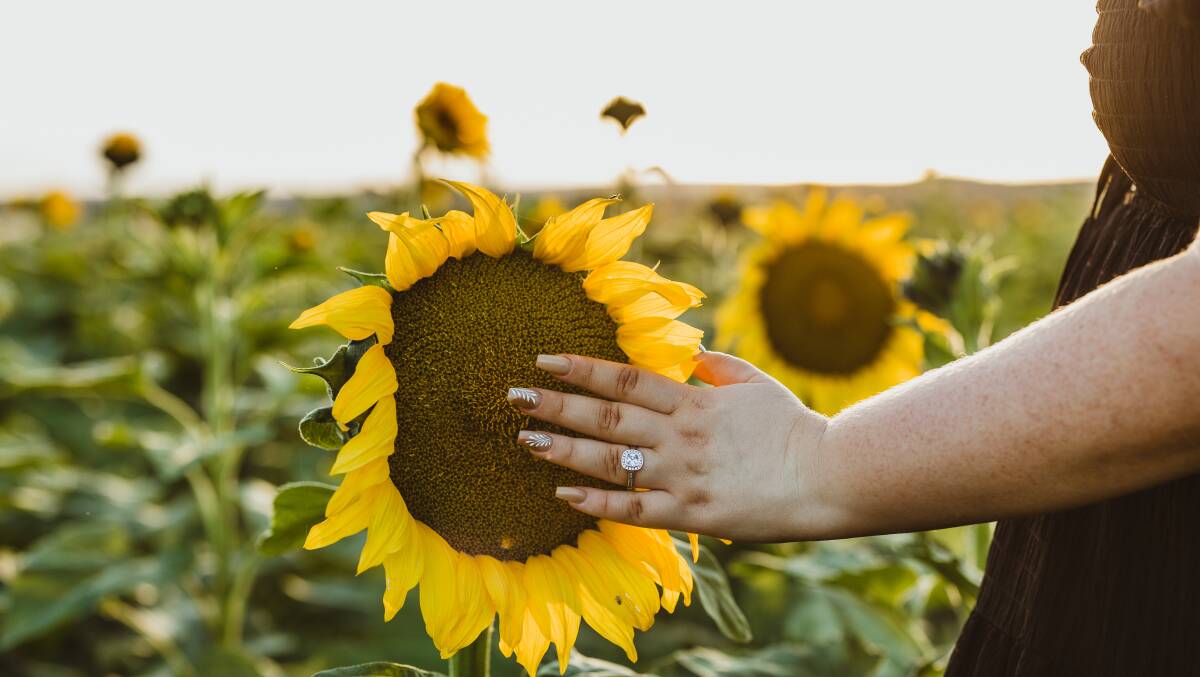 The sunflowers. Picture: Susie McLaughlan Photography 