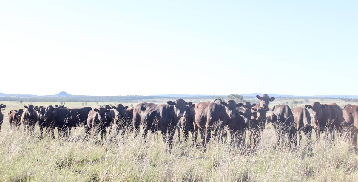 They now have a fullblood herd while commercially it is their F2 cattle which are aimed at the feedlot market. 