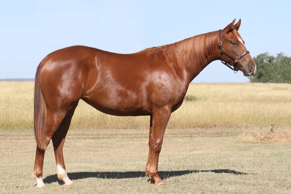 Quarter Horse filly, Good Time Chic, photographed at the Smith familys Weatherford Equine, Emerald, Queensland.
