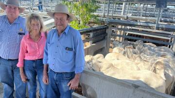 The Lynch family sold Brahman steers into Gracemere with one pen making 314c/kg at 334kg to return $1049/hd. Picture: CQLX 