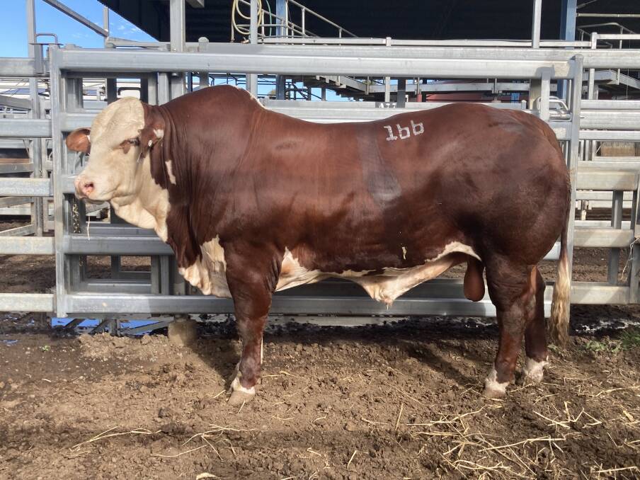 Sunny Lawn Felix sold at Gracemere on Monday afternoon. He is pictured on Sunday afternoon. 