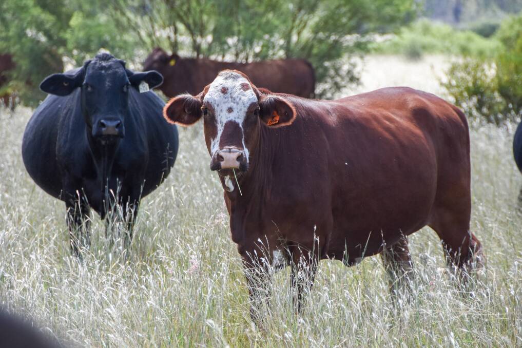 "Because we don't use chemicals we need cattle that can do their job unassisted as much as possible, that comes down to buffalo fly, parasites and heat," Mr Prentice said. 