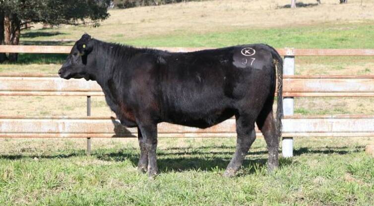 The top price female at $10,000 was purchased by Nick Boshammer, Chinchilla, Queensland, for Murray Scalehouse Q7. 
