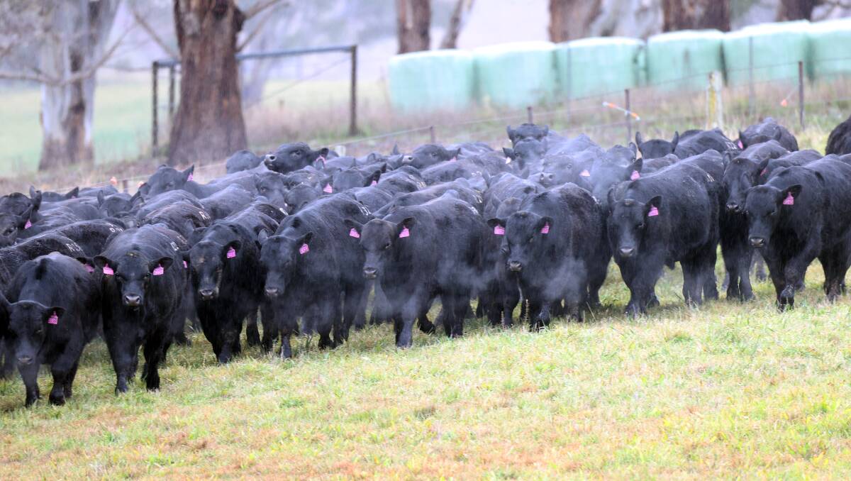 This year it could be Queenslanders helping to fuel the bidding fire as more northern producers notice the benefits of using younger sires in their herds. Photo: Karen Morgan 