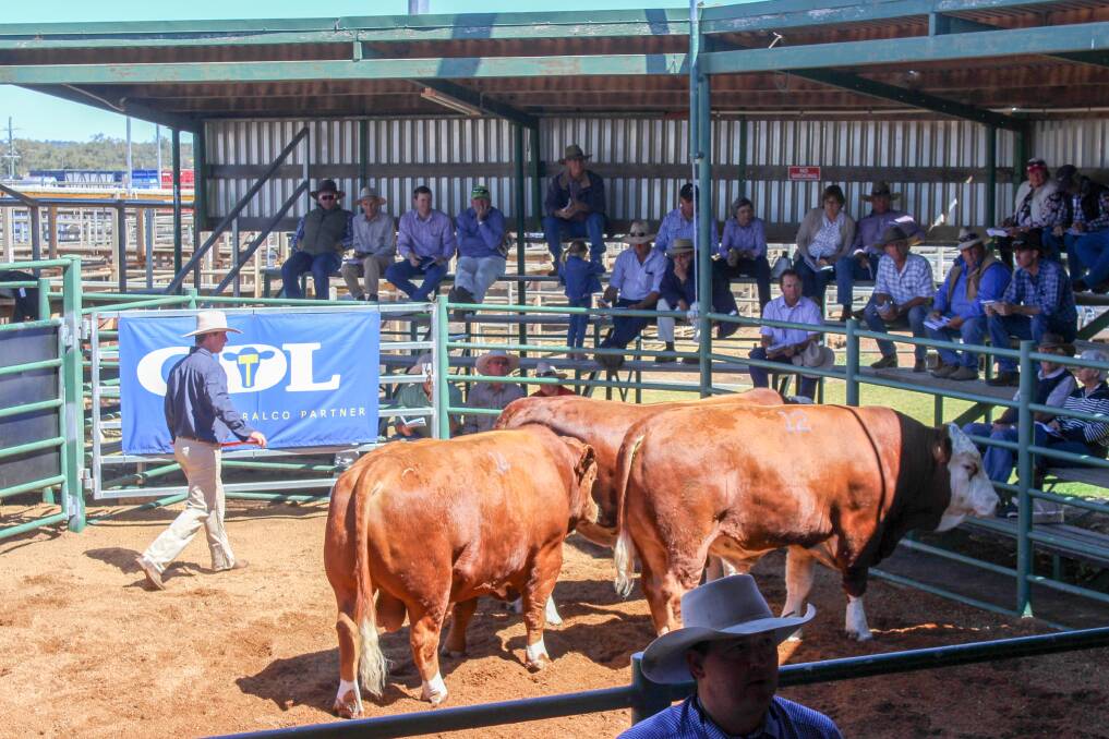 The sale attracted plenty of interest with 59 registered buyers, including four online bidders through Elite Livestock Auctions. 