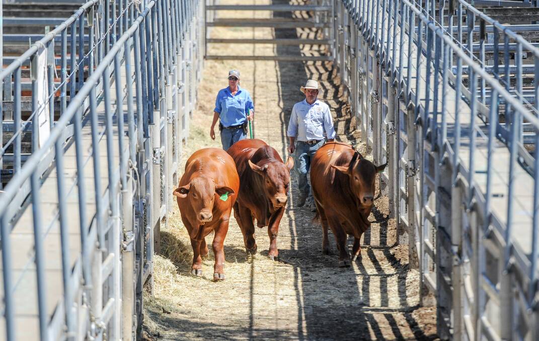 With more and more Droughtmaster sales popping up across Queensland, the national sale results still show value buying. Photo: Lucy Kinbacher