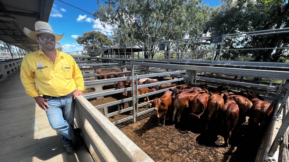 Matt Olsson of Ray White Rural Gracemere with cattle from Lee Rutherford, 5 Mile, Glenroy. The 41 Droughtmaster steers sold for 766c/kg weighing 232kg to return $1783/hd. Photo: CQLX