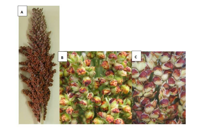Typical RGB damage to sorghum (A) poor seed set at the top of the panicle similar in appearance to midge damage, (B) reddening and spotting on the seed. (C) heat-damaged sorghum seed, note the reddening, but absence of black feeding marks