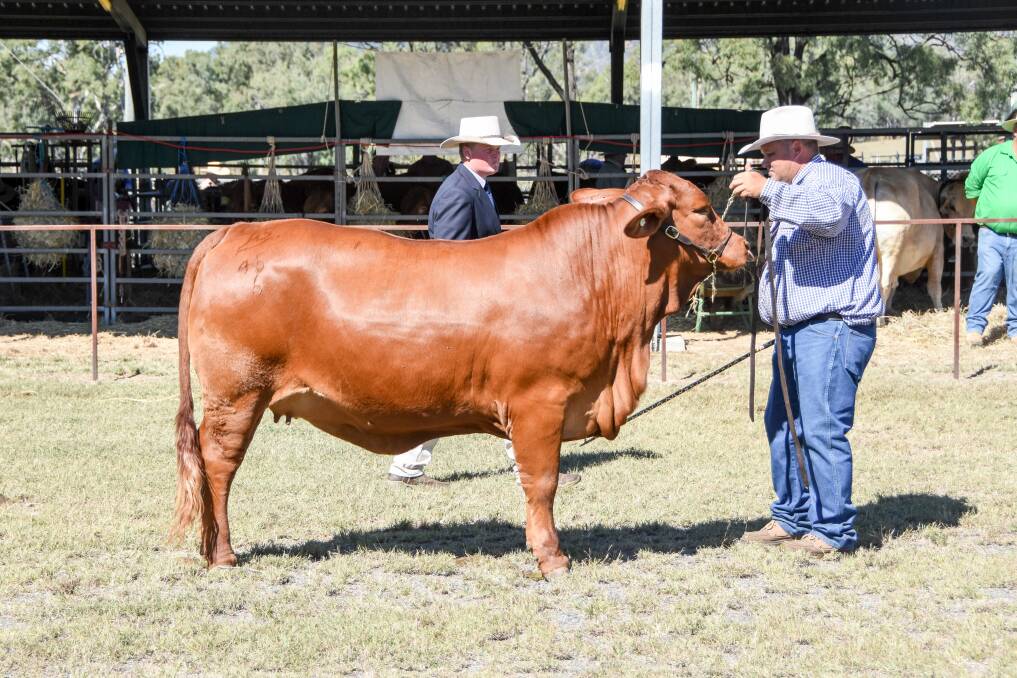 Seymour Sarah during judging at the Biggenden Show. She was part of the winning Dam’s Progeny Stakes team at Beef 2018. 