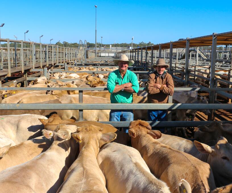 Nutrien Western agent Boyd Curran and vendor Campbell McClymont with a line of AJM Pastoral Co heifers sold through Roma Saleyards earlier this year. Photo: Supplied 