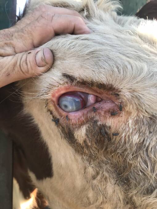 Mac Kneipp is currently completing a PhD with the University of Sydney in partnership with Meat and Livestock Australia. "I think sometimes (pinkeye) is used as an excuse not to treat an animal because it's just pinkeye," he said. Pictures: Supplied