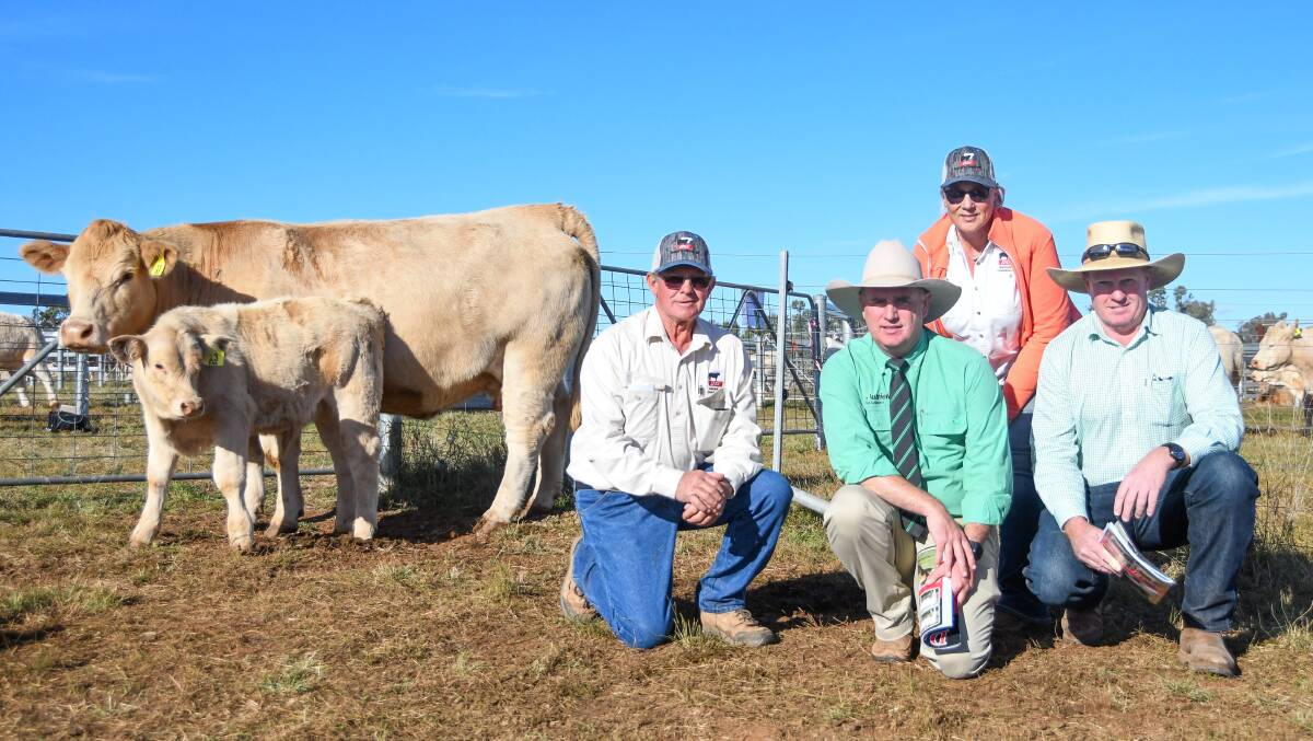 The $23,000 top price female with Chris Knox of DSK, Nutrien's Peter Godbolt, Helen Alexander of DSK and buyer Tony Farrell of Calmview Charolais, Fernleigh. 