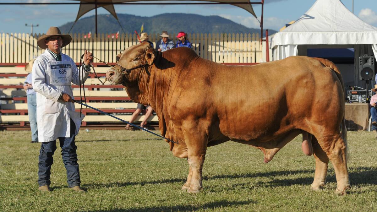 The grand champion bull Wattlebray Pin Up held by Trevor Ford. 