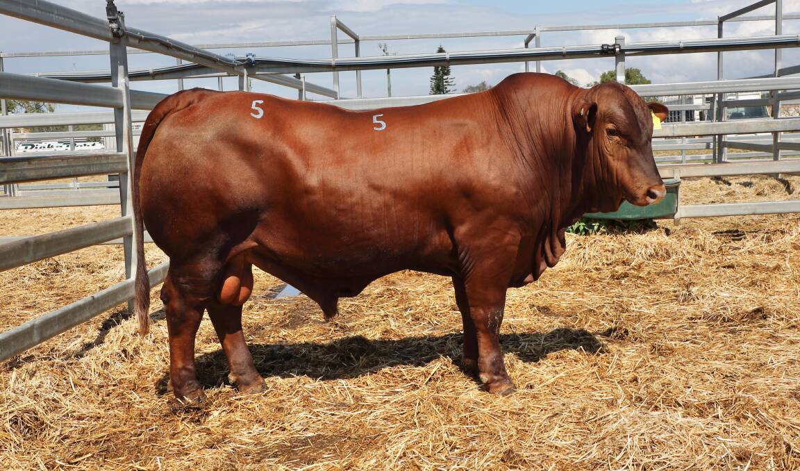 5 Star 210745, the new Australian record priced $45,000 Senepol bull. Picture: Kent Ward 