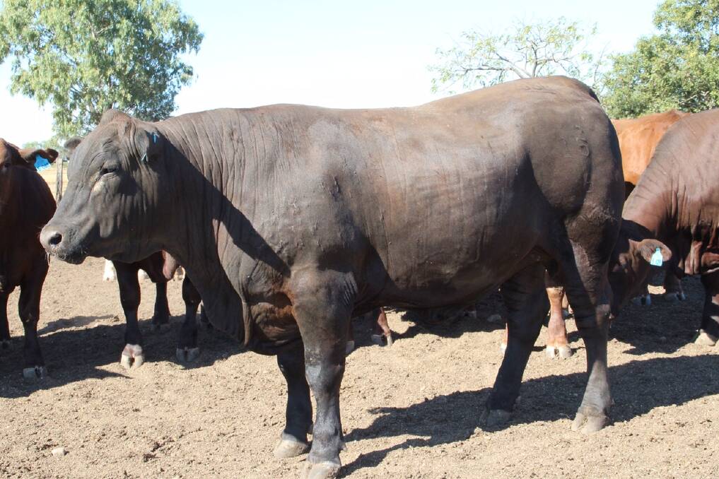 A Senepol Angus cross steer from Clayton and Sarah Maynard, Southern Star Rural, Canowindra, NSW, has recorded a daily weight gain of 4.6 kg in the Callide Dawson Carcase Competition. 