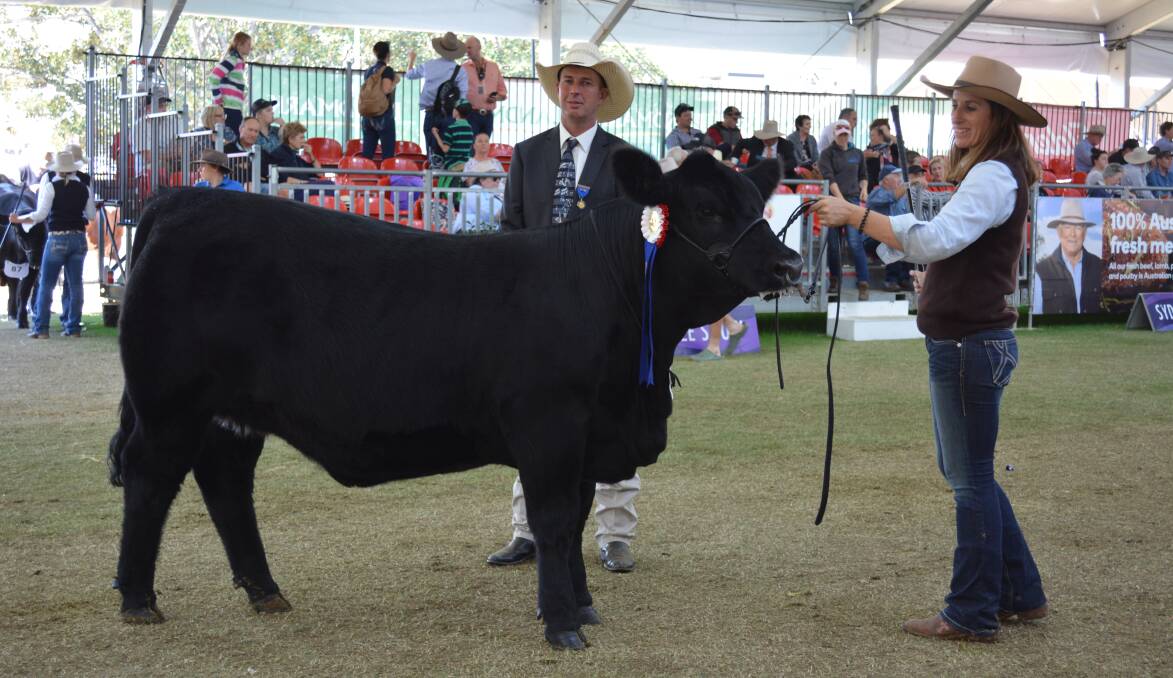 Elite Black Opal P111 with the judge Peter Klystra, Yanco, and Kim Groner, Elite Cattle Company, Meandarra, Qld.