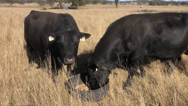 Proper bull management, particularly nutrition, is vital to ensure the long-term viability of the beef enterprise.